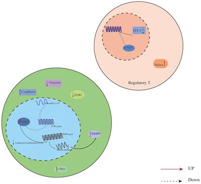 Advances in Foxp3+ regulatory T cells (Foxp3+ Treg) and key factors in digestive malignancies